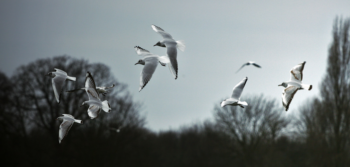 Birds and Other Things We Place in Our Hearts by Timmy Reed necessary fiction literary journal short story month