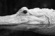 The Alligators’ Gods by Micah Dean Hicks via Indiana Review indiana-review-literary-journal