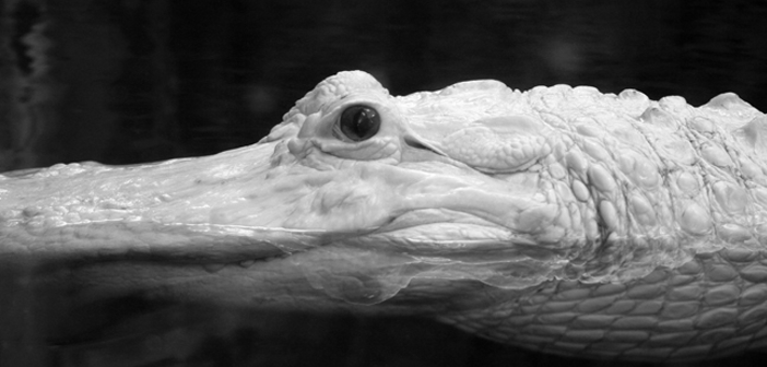 The Alligators’ Gods by Micah Dean Hicks via Indiana Review indiana-review-literary-journal